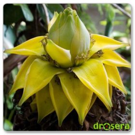 Banan złoty lotos (Ensete lasiocarpum)